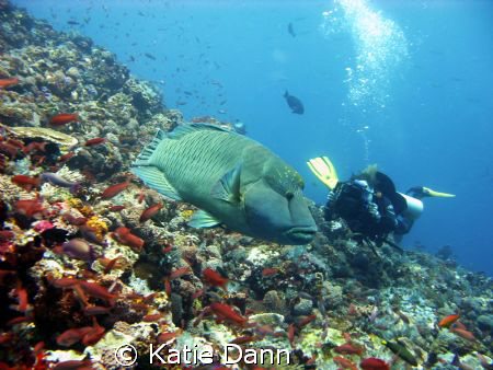 Diver filming a napolean wrasse. Taken with Canon G9 by Katie Dann 