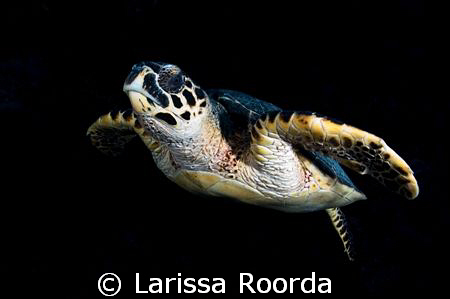 Turtle fly-by.   The turtles in the Caymans are not afrai... by Larissa Roorda 