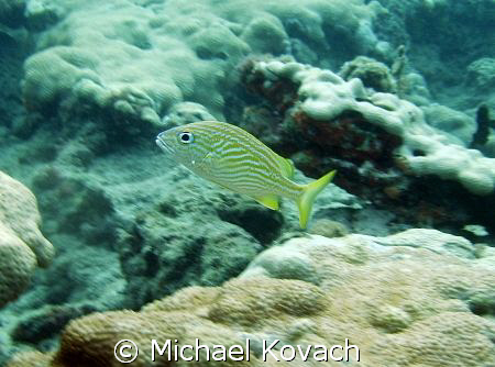 French grunt on the inside reef at Lauderdale by the Sea. by Michael Kovach 