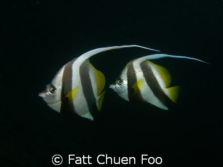 Pair of Longfin Bannerfish by Fatt Chuen Foo 