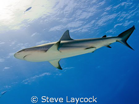 Carribean reef shark, swimming past into the sun by Steve Laycock 