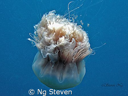 Gracefull Large bopping jelly fish. A640 with strobe Z240 by Ng Steven 