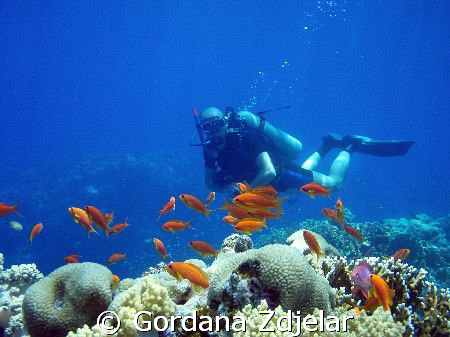 Colourful anthias with a diver in the background. Egypt, ... by Gordana Zdjelar 