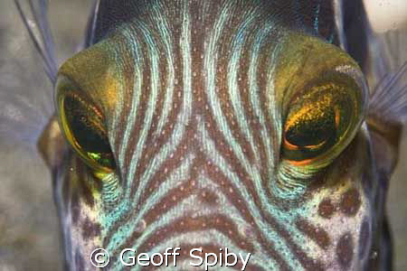 ZEBRA?FISH by Geoff Spiby 
