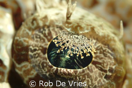 Eye of a crocodile fish, look at the "curtains" on his ey... by Rob De Vries 