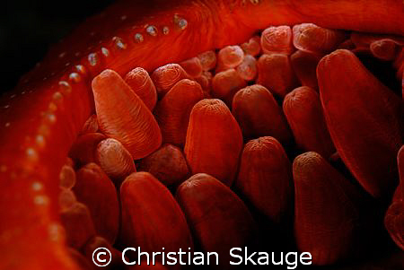 Close-up of a sea anemone, Urticina felina. by Christian Skauge 