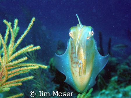 A Squid stopped and posed for me unexpectedly. taken with... by Jim Moser 