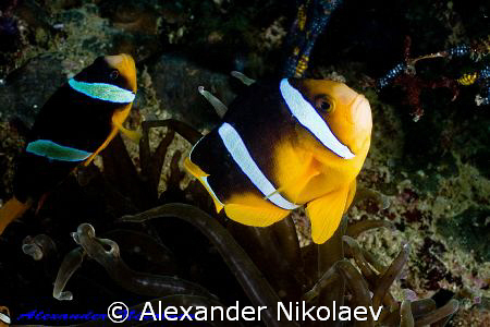 Clark's anemonfish. Canon 40D, SIGMA 50mm MACRO. by Alexander Nikolaev 