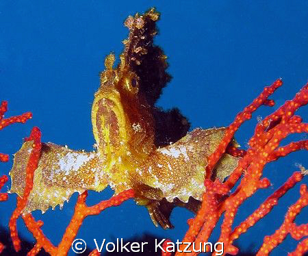 Scorpion Leaf Fish by Volker Katzung 