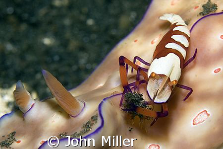 Imperial Shrimp on a Nudibranch.  Canon 40D, 100mm Macro ... by John Miller 