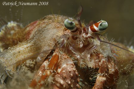 Crab Anilao, Philippines taken with Canon 400D/Hugyfot ho... by Patrick Neumann 