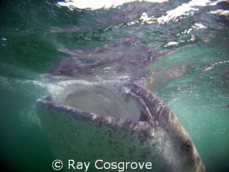  Big Gulp !!!   Whale shark off the Yucatan coast in Augu... by Ray Cosgrove 