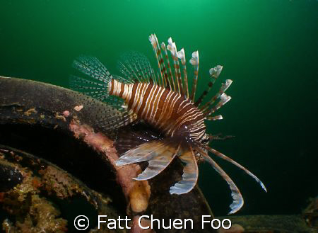 About to take off. Common Lionfish, Pulau Paya taken with... by Fatt Chuen Foo 