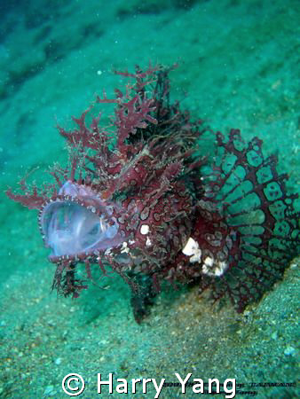 Lacy Scorpionfish..2008/8/17 by Harry Yang 
