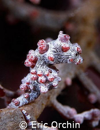 Pigmy Seahorse.. D100 with 105mm. by Eric Orchin 