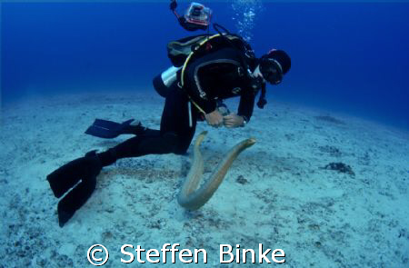 Diver and Seasnake by Steffen Binke 
