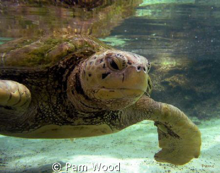Hello Turtle by Pam Wood 