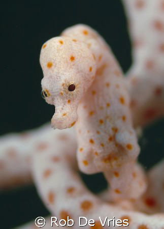 Denise Pygmee seahorse, 30 mtrs deep, lots of current. Ve... by Rob De Vries 