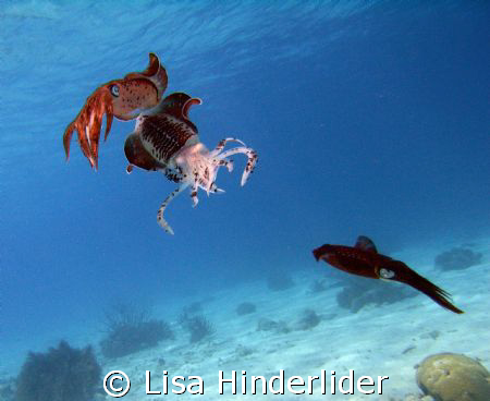 The end of my 500th dive, a school of about 13 reef squid... by Lisa Hinderlider 