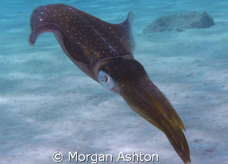 Caribbean squid who wouldn't go away. Taken while shore d... by Morgan Ashton 