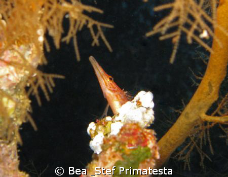 "Longnose is watching you" (Oxycirrhites typus) by Bea & Stef Primatesta 