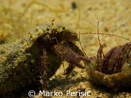 Hermit Crabs come into contact with each other. Bol Brac. by Marko Perisic 