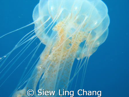Jelly fish taken at Pulau Redang, Malaysia. Shot is taken... by Siew Ling Chang 