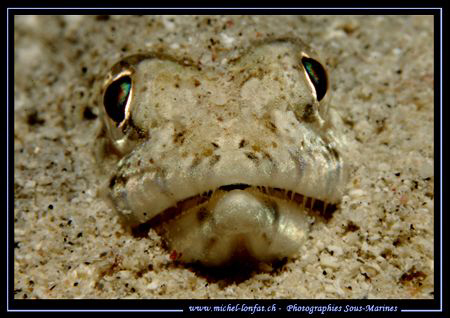 Stop looking at me... :O) by Michel Lonfat 