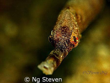Pike fish seeking for a kiss with my camera, Canon A640, ... by Ng Steven 