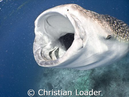 Dinner time!!   Whale Shark - feeding on krill.   Baa Ato... by Christian Loader 