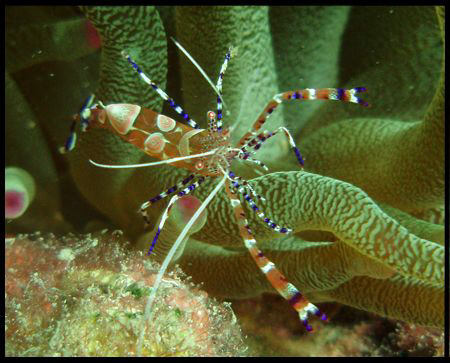 Yucatan shrimp  by Durand Gerald 