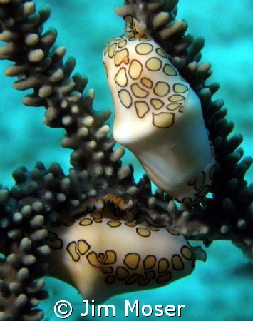 Flamingo tongue snails. Photo taken with an Olympus SP- 5... by Jim Moser 