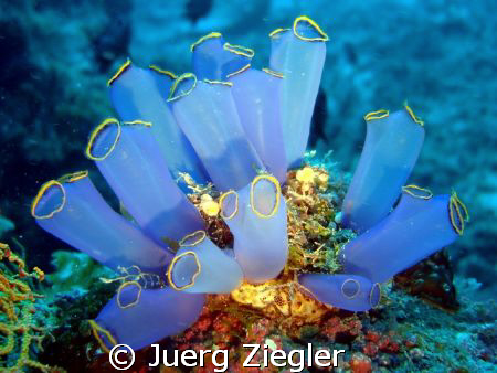"Flowers in the Deep Sea" - Beautiful Soft Corlas  by Juerg Ziegler 