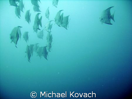 Spade fish over the inside reef at Lauderdale by the Sea by Michael Kovach 