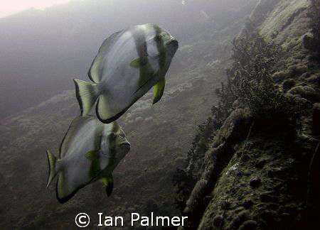 Batfish off the Starboard side of the Thistlegorm. by Ian Palmer 