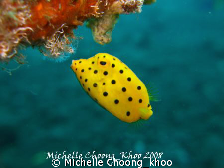 yellow boxfish feeding on algae, after playing hide n see... by Michelle Choong_khoo 