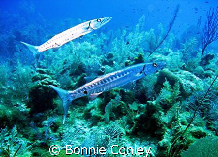 Barracuda pair seen July 2008 in Grand Cayman.  Photo tak... by Bonnie Conley 