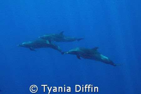 pantropical spotted dolphins cruising the open ocean...ma... by Tyania Diffin 