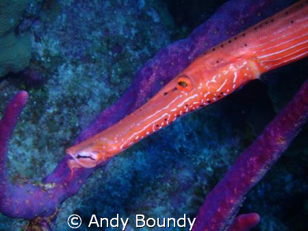 Trumpetfish - a very long, fat and healthy guy at 75 ft -... by Andy Boundy 