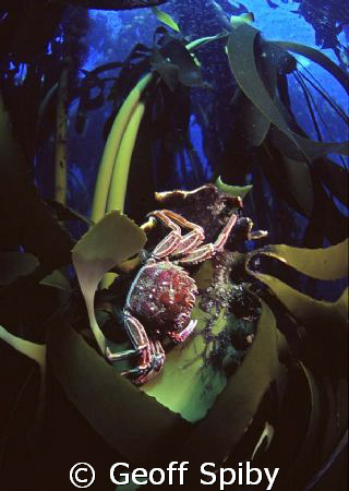 Cape crab on Ecklonia maxima kelp
Cape Peninsula Cape To... by geoff Spiby 