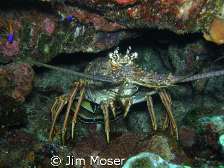 Spiney Lobster. Photo taken with SP 550UZ July 2008, Gran... by Jim Moser 