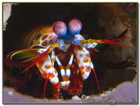 Peacock Mantis Shrimp (Odontodactylus scyllarus) in it's ... by Marco Waagmeester 