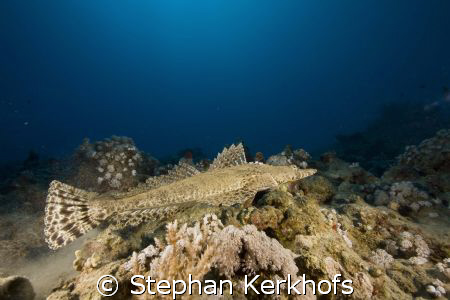 indean ocean crocodilefish (papilloculiceps longiceps)
 by Stephan Kerkhofs 