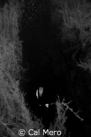 a free diver descending into Piccannie Ponds, South Austr... by Cal Mero 
