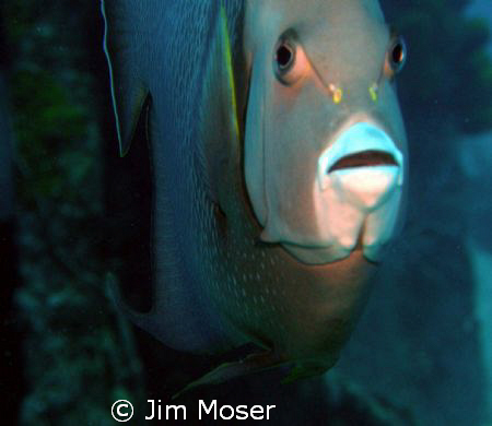 French Angelfish at Oro Verde wreck, Grand Cayman Island
... by Jim Moser 
