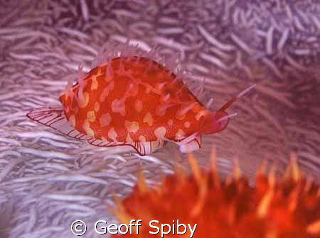cowrie on a soft coral
The Passage
Raja Ampat by Geoff Spiby 