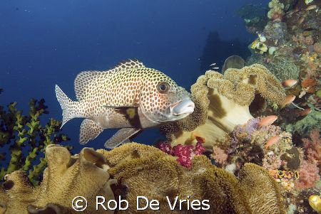 Intact corals and lots of kinds of fish in Raja Ampat. by Rob De Vries 