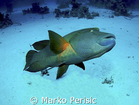 Great time with a great giant Napoleon Wrasse (cheilinus ... by Marko Perisic 