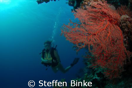 pretty sea fan and more pretty diver in the great barrier... by Steffen Binke 