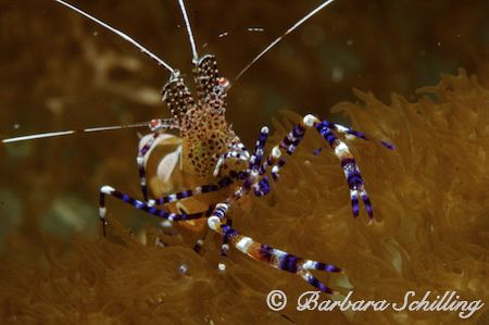 A nosy cleaner shrimp posing for the camera by Barbara Schilling 